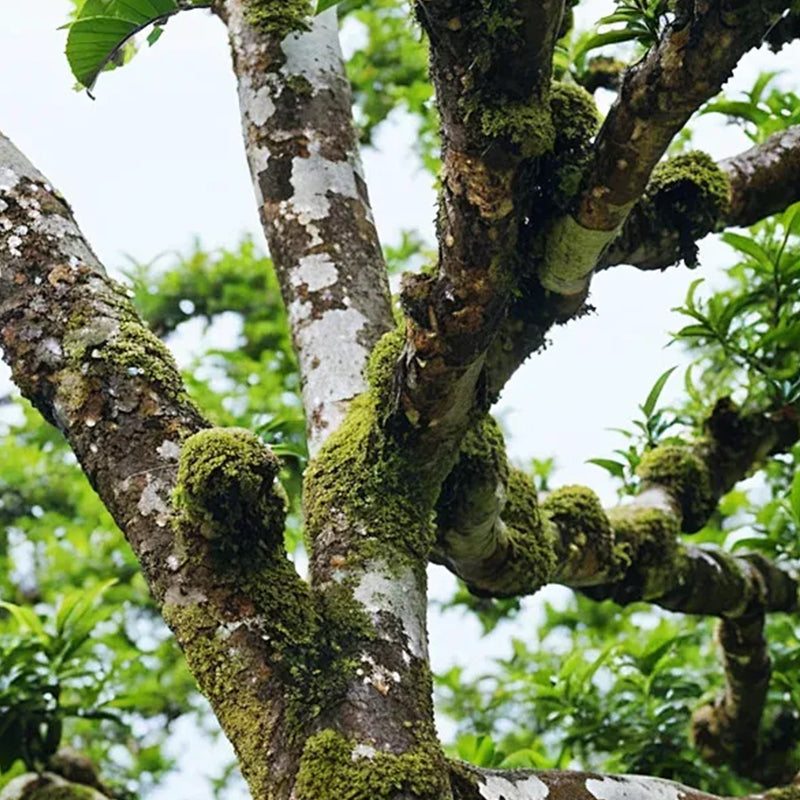 Tian Men Shan · Teh Puer Mentah Manis