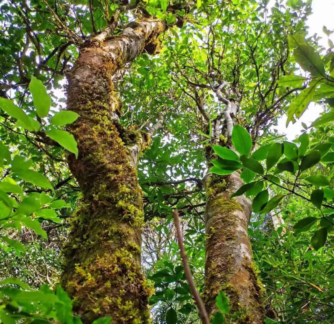Tian Chu Hao DaXueShan Raw Puer Tea