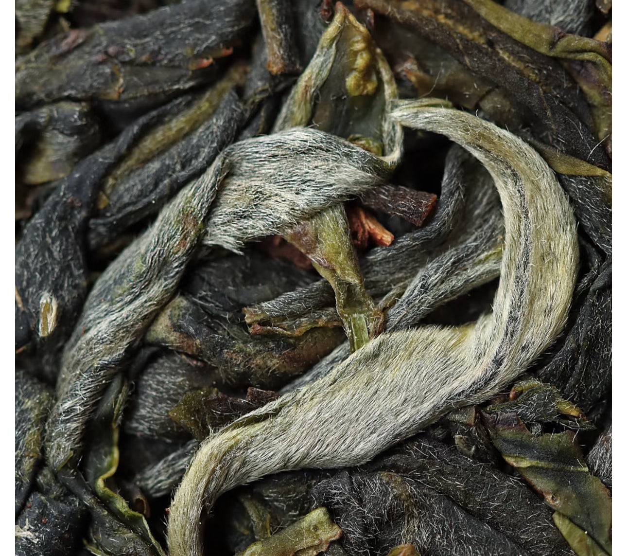 Tian Chu Hao DaXueShan Raw Puer Tea